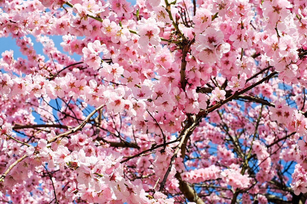japanese cherry, blossoms, flower wallpaper, pink, white, tree, sea of flowers, blossom tree, flowers, japanese cherry blossom, cherry blossom, heyday, coloured, multicoloured, colorful, splendid colors, flower background, beautiful flowers, spring, springtime, branch, bud, lenz, nature